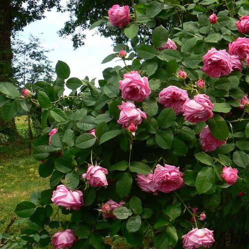 Bordová - Stromkové růže s květy anglických růží - stromková růže s převislou korunou